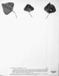 Trochila populorum image